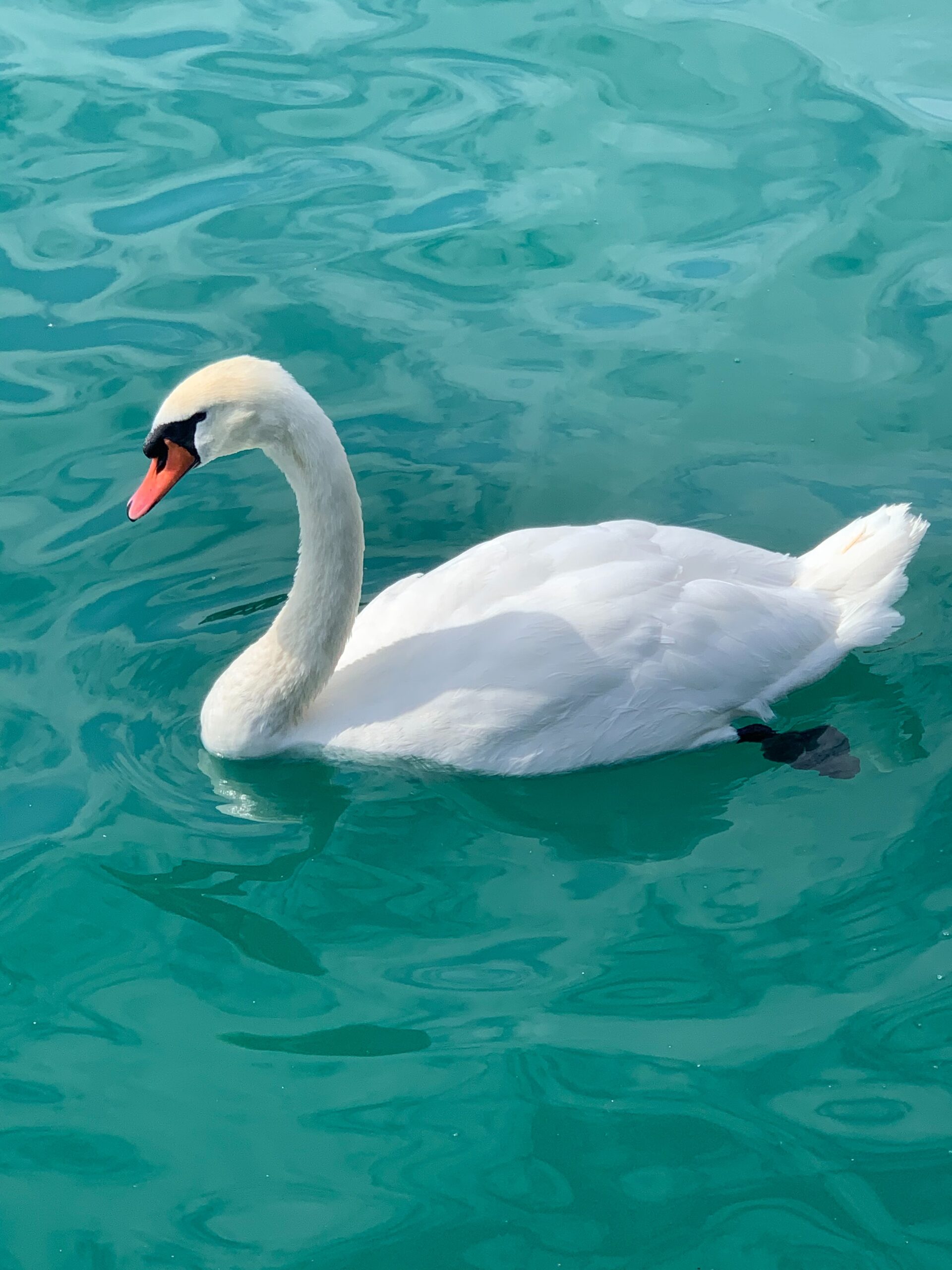 Swan paddling